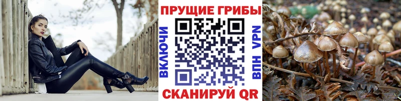 Псилоцибиновые грибы ЛСД blacksprut зеркало Заозёрск хочу наркоту